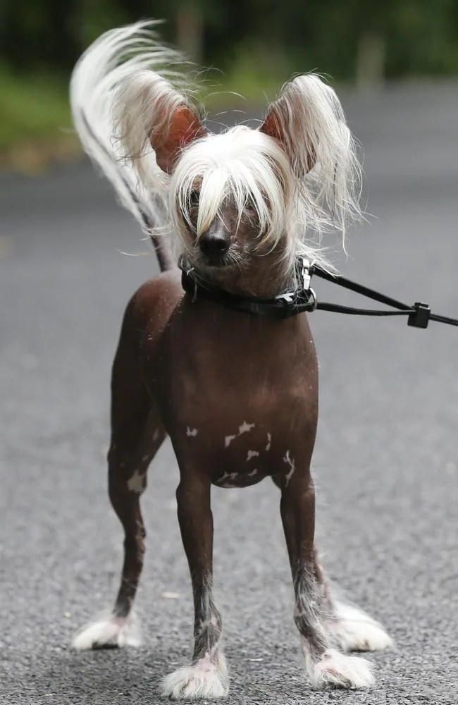 “Muzy” the Chinese crested hairless dog a local celebrity