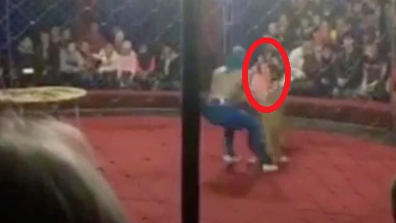 Circus lion attacks girl in Krasnodar, Russia