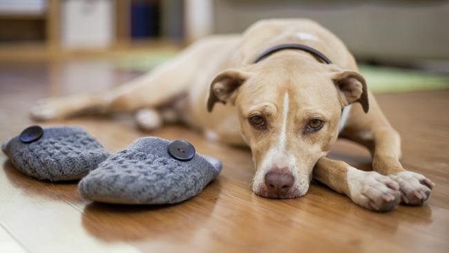 Pet sitting pays more than Sydney mum’s parttime office job News Local