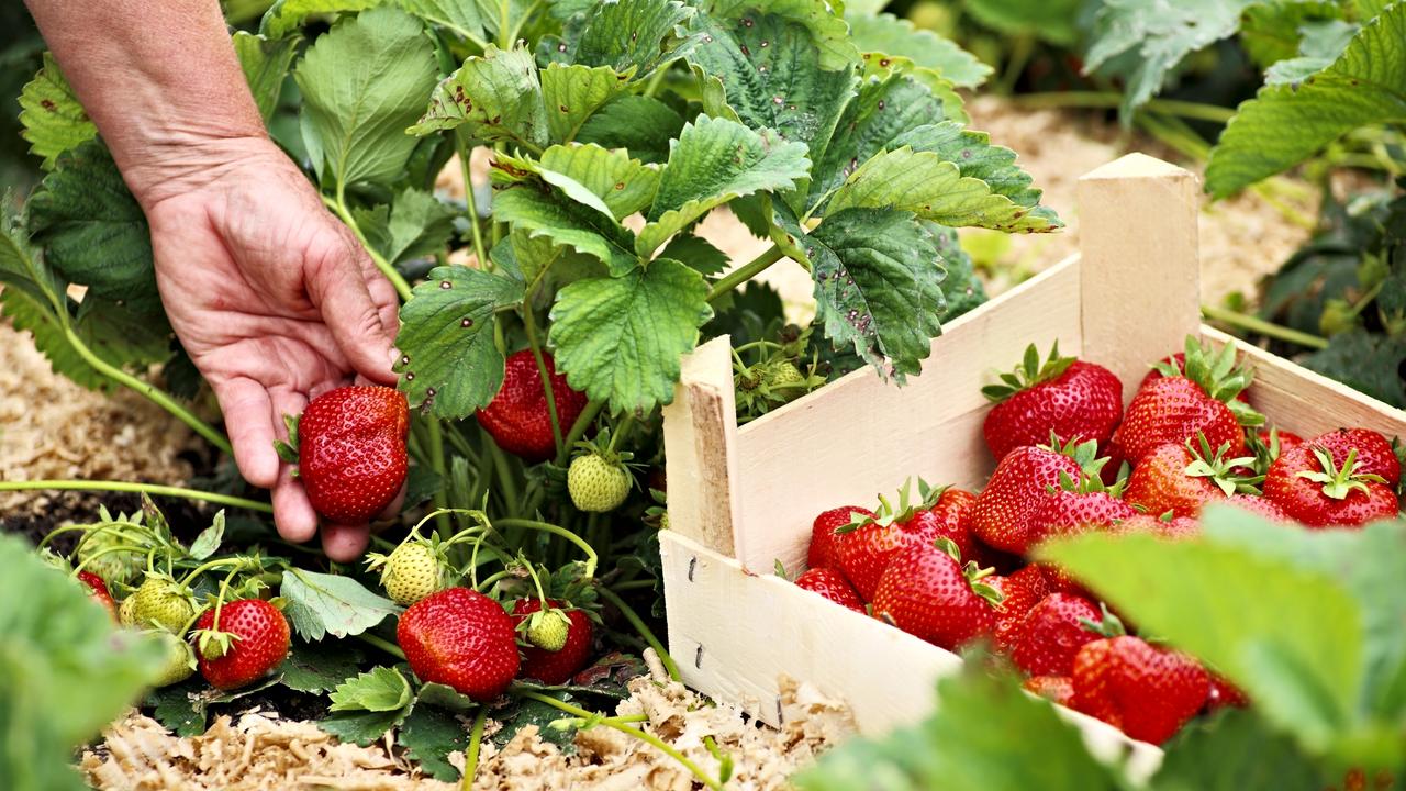 How to grow your own strawberries