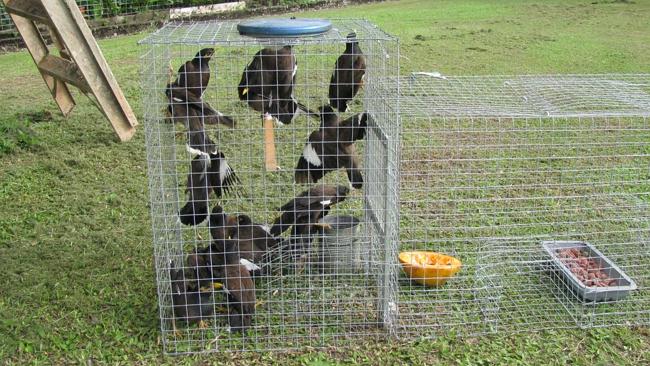 Cairns myna bird population still at critically bad levels Cairns Post