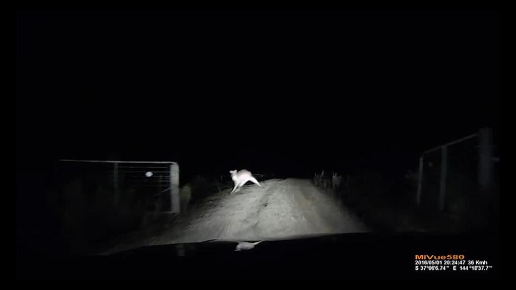 Kangaroo hits car Why this insurance claim is the most Aussie thing ever