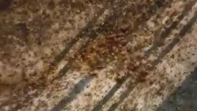 RUSH HOUR Video Couple slept in bed bug infestation for years