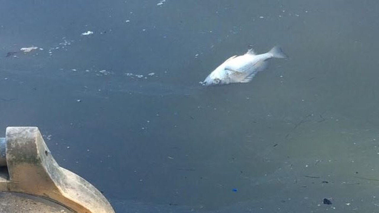 Mystery behind lake fish kill on the Gold Coast as council vows to