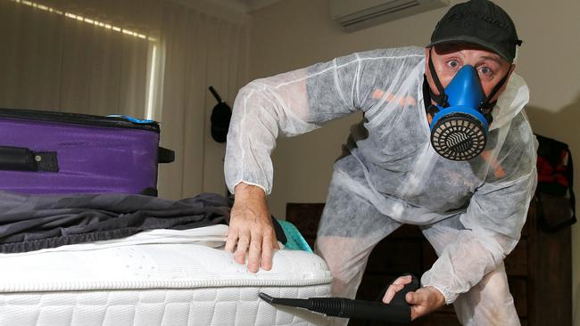 Pest controllers flat out as bed bugs run rampant in Cairns Cairns Post