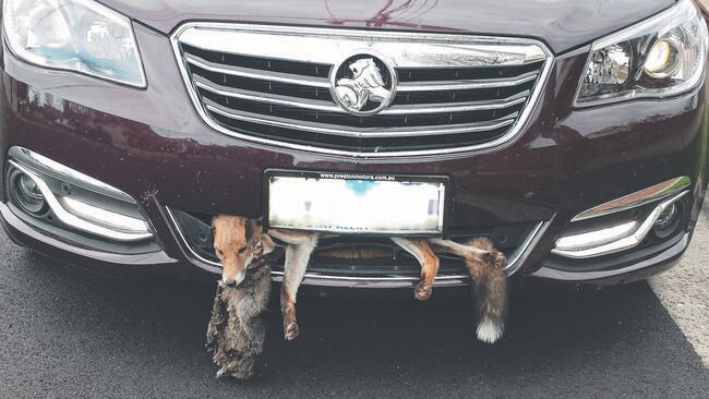 One fox that made a real meal of it The Weekly Times