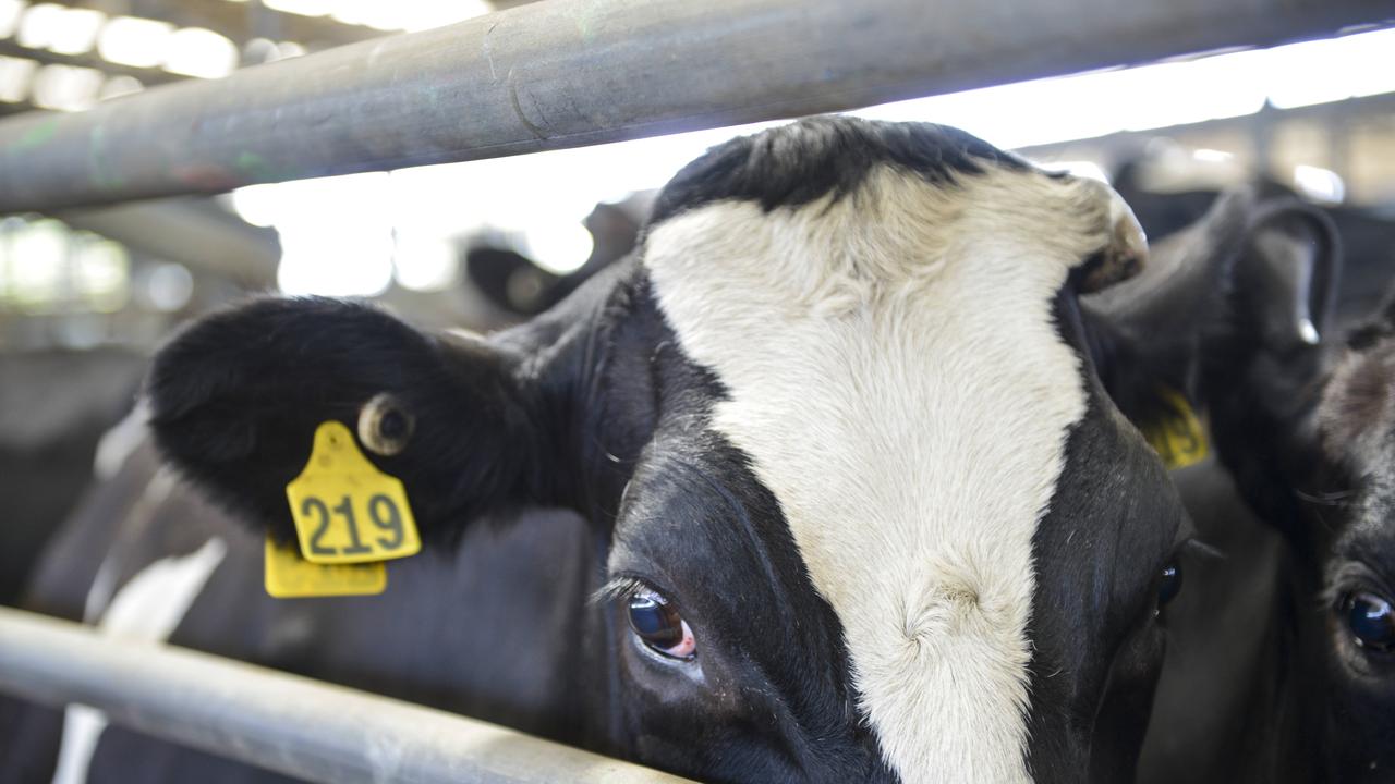 Cows sell to 99 per cent clearance at Shepparton dairy sale The