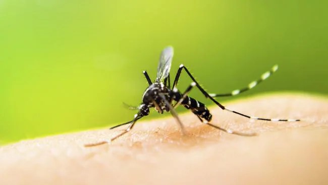 Mosquito plague in QLD, NSW, VIC, SA this summer