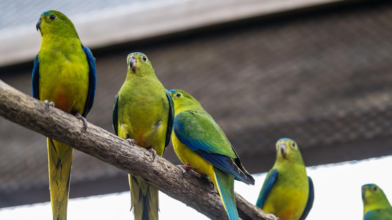 Orangebellied parrots to fly near Avalon for recovery program