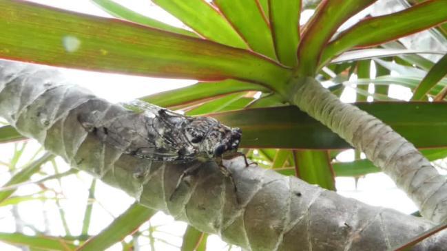 Green grocer cicada found at Mt Gambier
