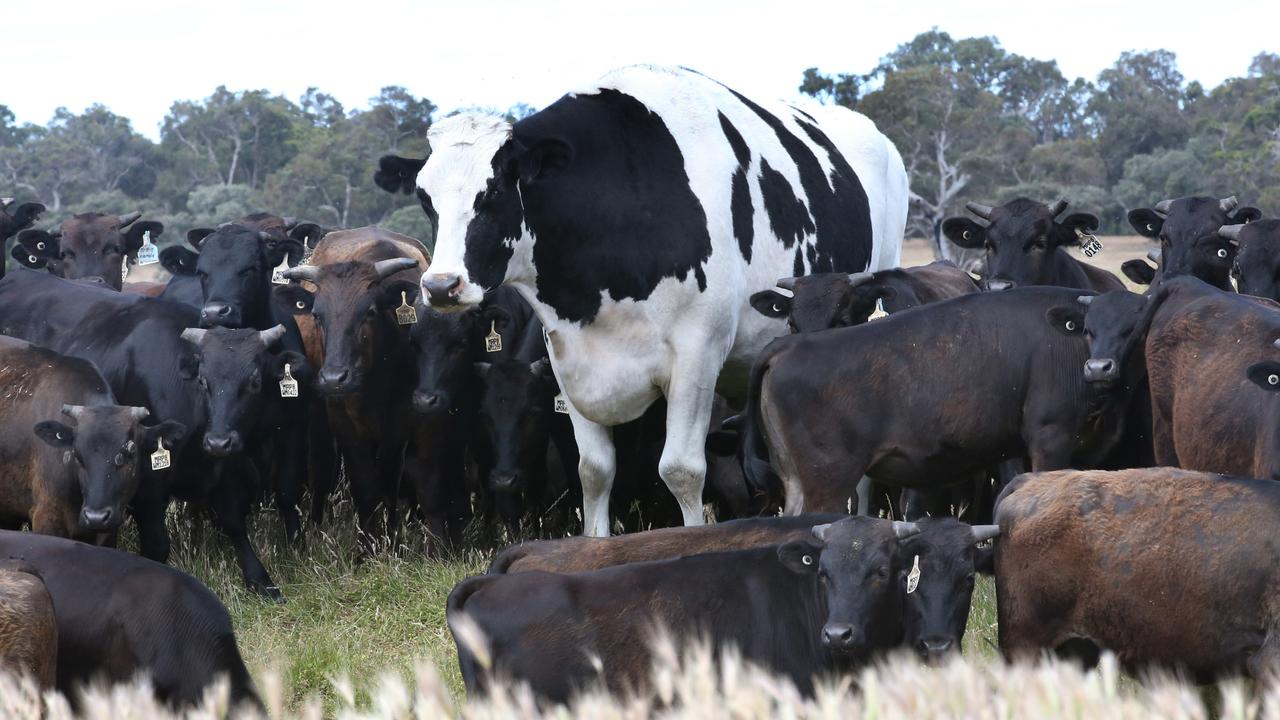 Giant steer ‘Knickers’ in spotlight at Brunswick Agricultural Show The Weekly Times