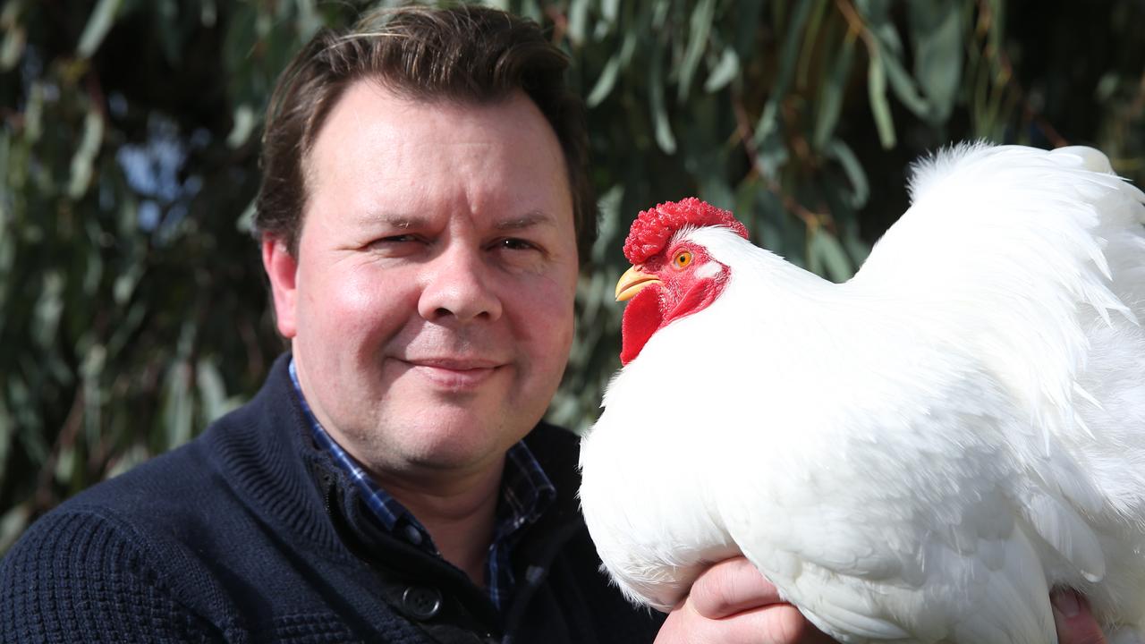Geelong Poultry Show Wyandotte Bantam beats 500 birds Gold Coast