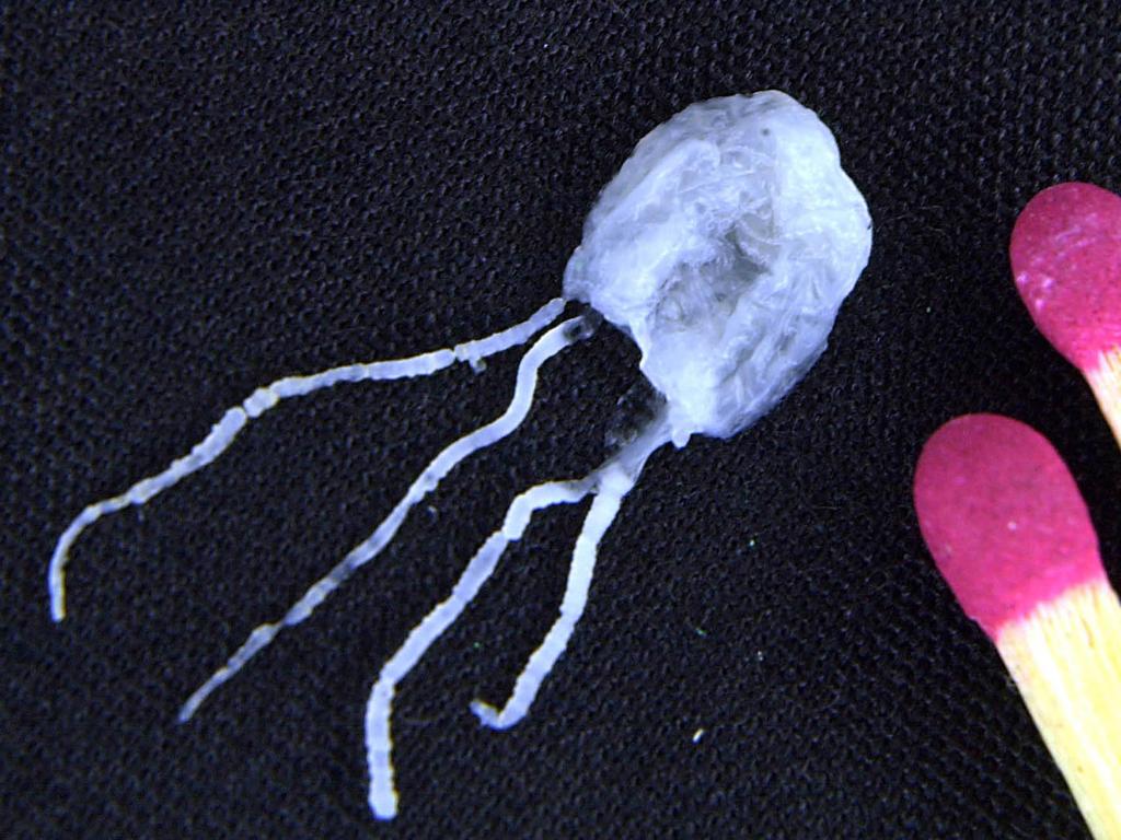 Irukandji Warning as deadly jellyfish found in southern