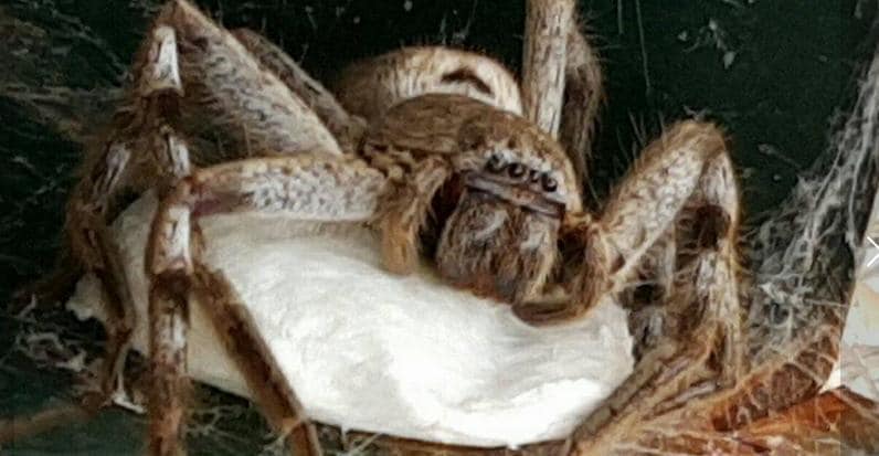 Huntsman spider Mum’s hilarious reaction to harmless arachnid