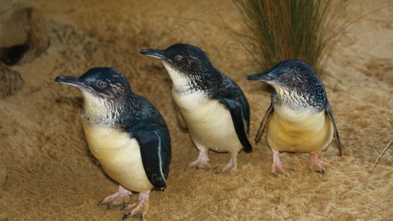 Deaths of 58 fairy penguins in northern Tasmania sparks outrage