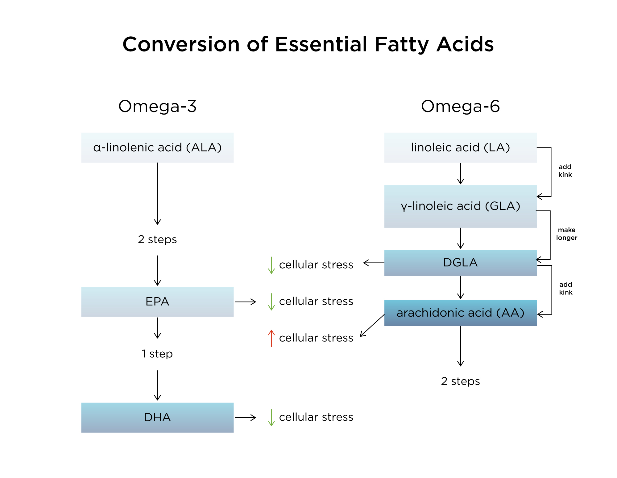 The Health Benefits of Omega 6 GLA Thera Health