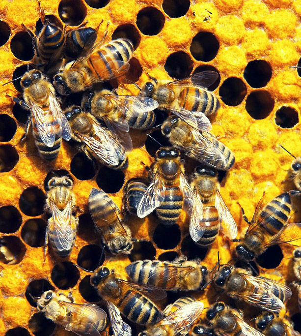 Home Organization NorthStar Moving Company