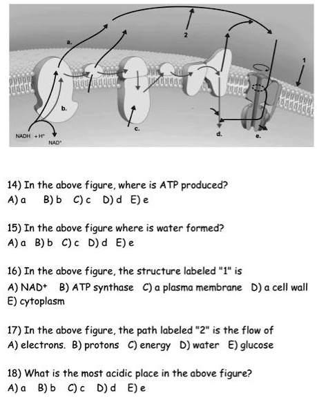 Atp Structure Labeled
