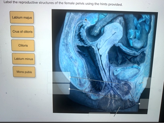 Label the reproductive structures of the female pelvis using the hints