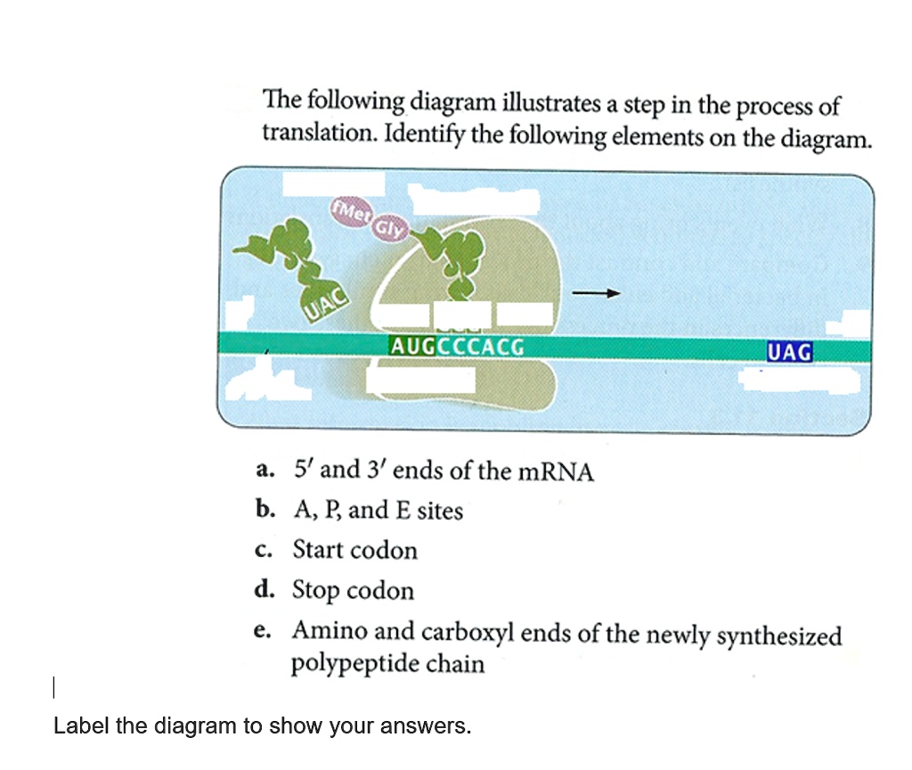 the following diagram illustrates step in the process of translation