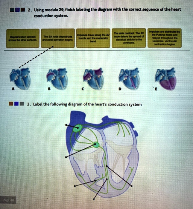 SOLVED: Using module 29, finish labeling the diagram with the correct