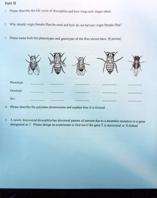 SOLVED Please describe the life cycle of Drosophila and how long it