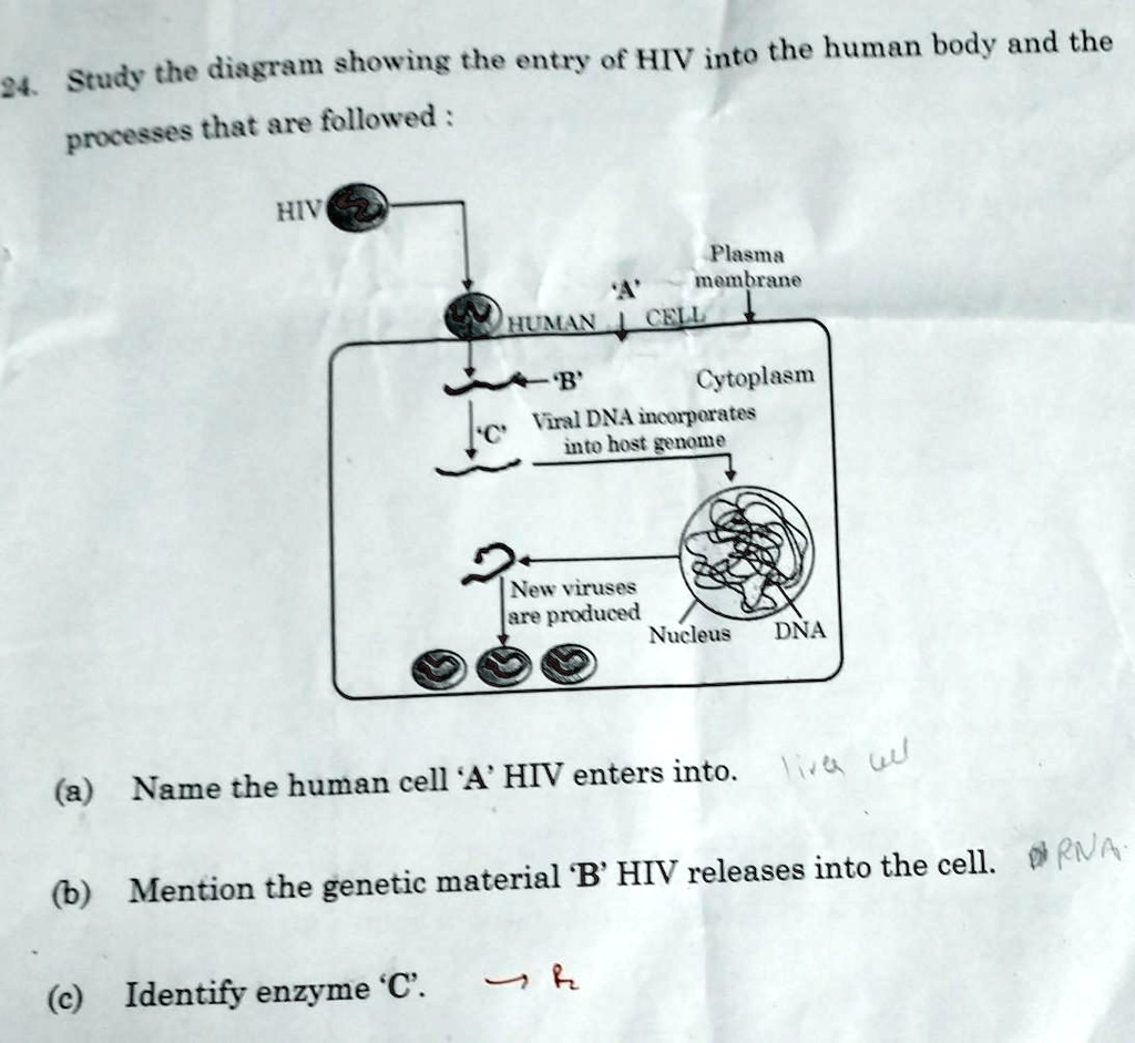 Solved: "Please Please Please Answer It Showing The Entry Of Hiv Into The Human Body And The 4 Study The Diagram Pnates That Ar Fllowed Hiv Flasma Membrane Cell Hulll L'b' Cycoplasm