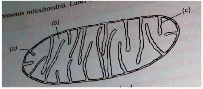 SOLVED: 'The given diagram represents mitochondria. Label its various