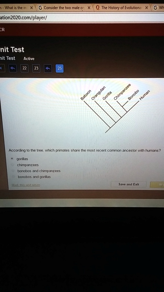 VIDEO solution According to the tree, which primates share the most