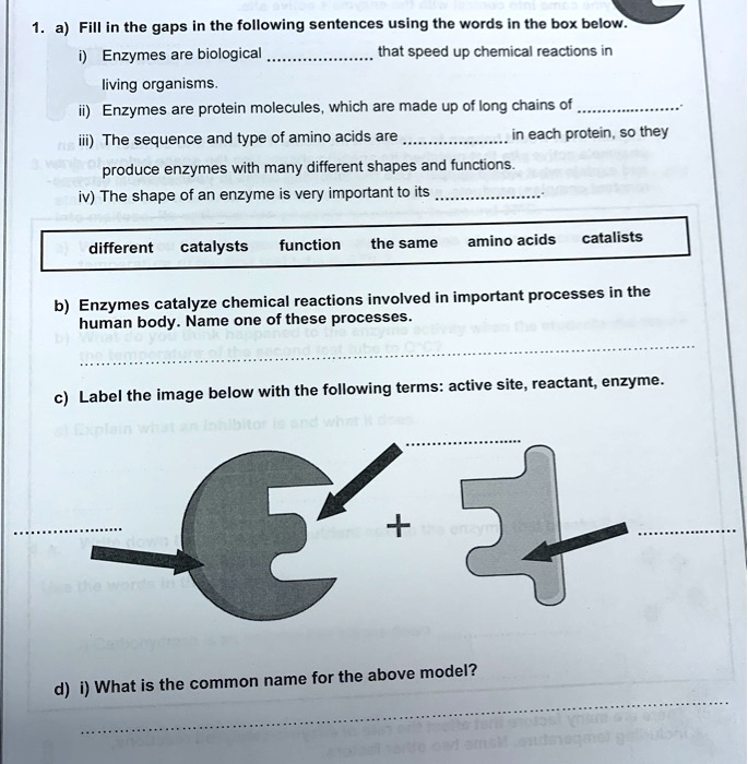 SOLVED a) Fill in the gaps in the following sentences using the words