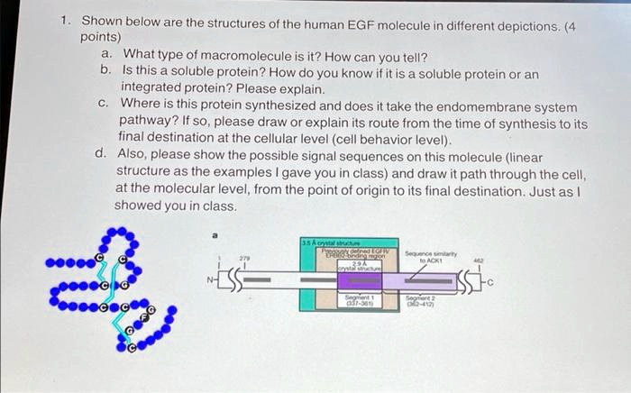 SOLVED: 1. a-d Shown below are the structures of the human EGF molecule