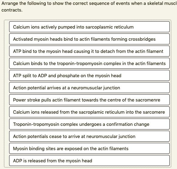 Solved: Arrange The Following To Show The Correct Sequence Of Events When Skeletal Musch Contracts Calcium Ions Actively Pumped Into Sarcoplasmic Reticulum Activated Myosin Heads Bind To Actin Filaments Forming Crossbridges Atp