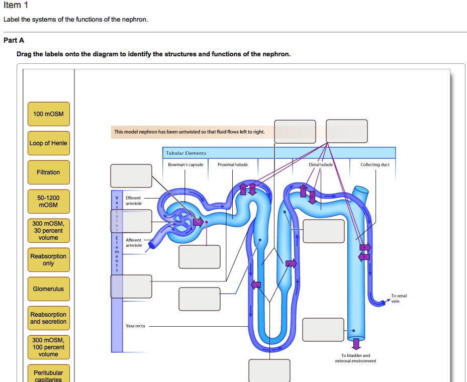 Label the systems and functions of the nephron Part A Drag the labels