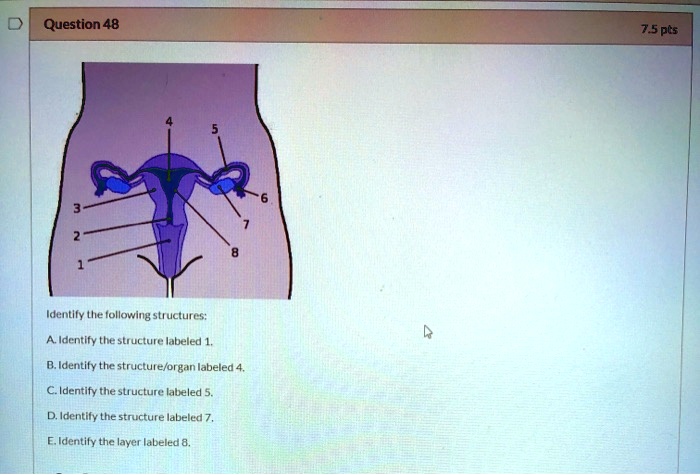 SOLVED: Question 48 75 pls Identfy thie following structures; Identlfy