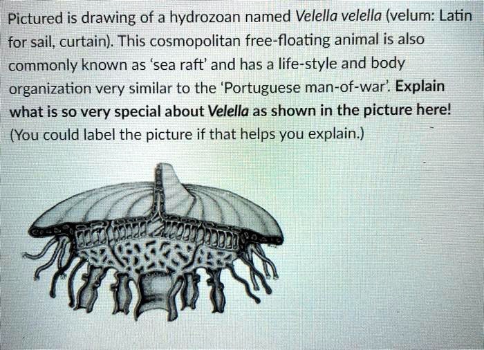 SOLVEDPictured is drawing of a hydrozoan named Velella velella (velum Latin for sail, curtain