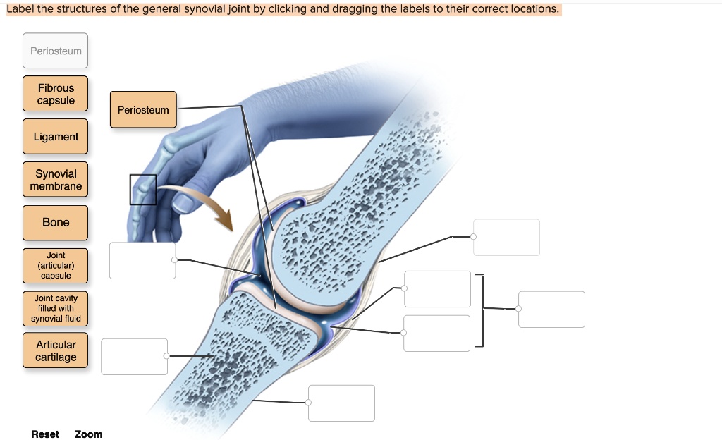 Label the structures of the general synovial joint by clicking and dragging the labels to their