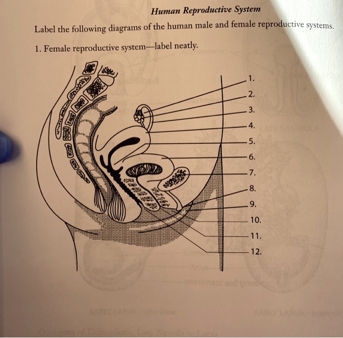 SOLVED: Human Reproductive System Label the following diagrams of the