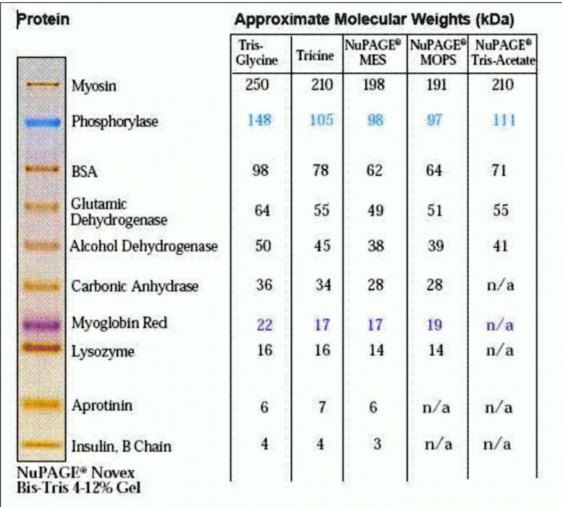 25+ Peptide Molecular Weight Calculator JefferyAzer