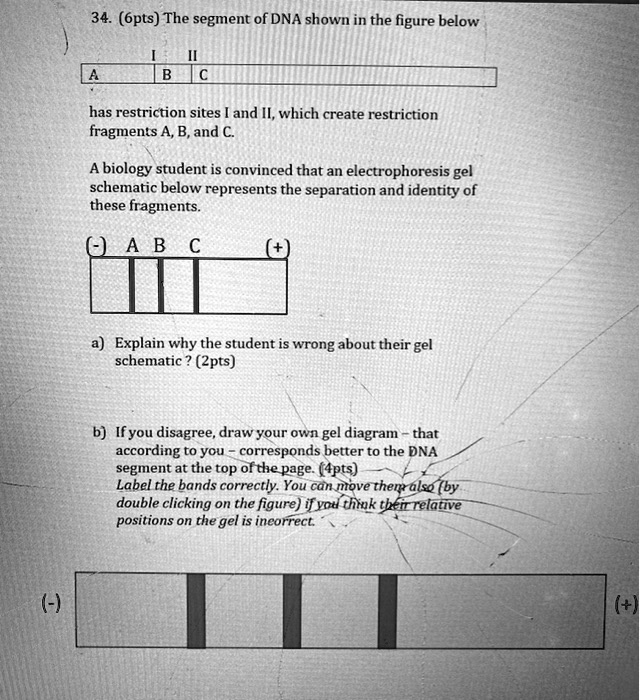 SOLVED 34. (6pts) The segment of DNA shown in the figure below has