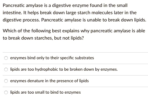 Solved: Pancreatic Amylase Is Digestive Enzyme Found In The Small Intestine: It Helps Break Down Large Starch Molecules Later In The Digestive Process Pancreatic Amylase Is Unable To Break Down Lipids Which