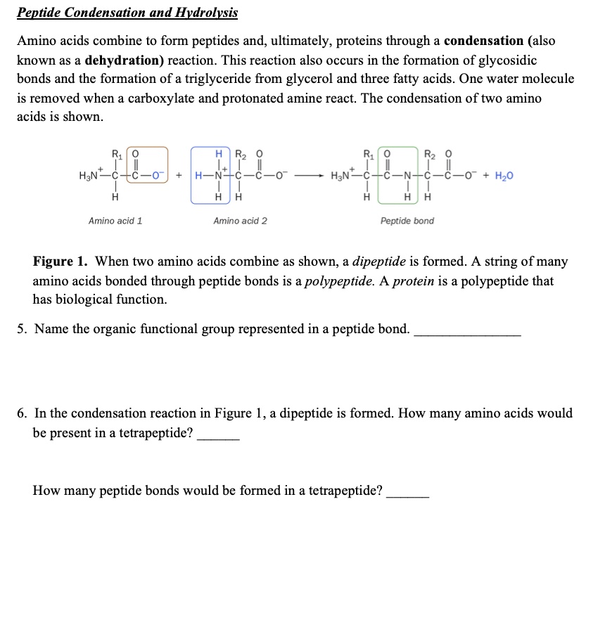 SOLVED Peptide Condensation and Hydrolysis Amino acids combine to form peptides and, ultimately