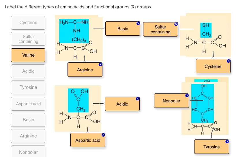 SOLVED Text Label the different types of amino acids and functional