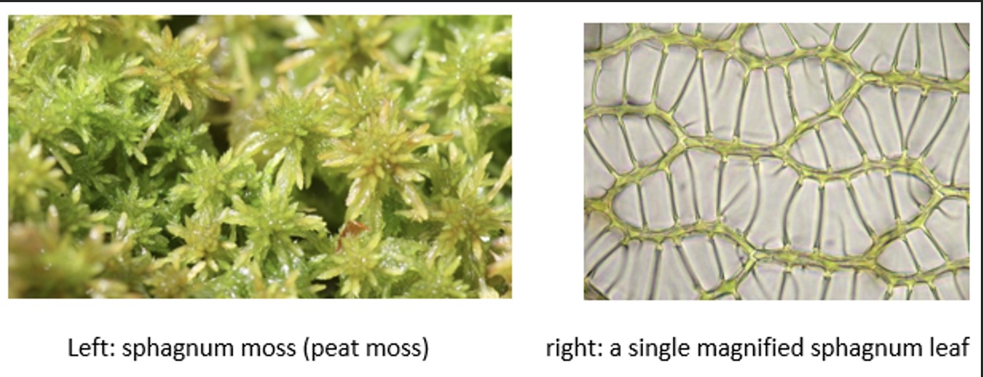SOLVED Left sphagnum moss (peat moss) right a single magnified