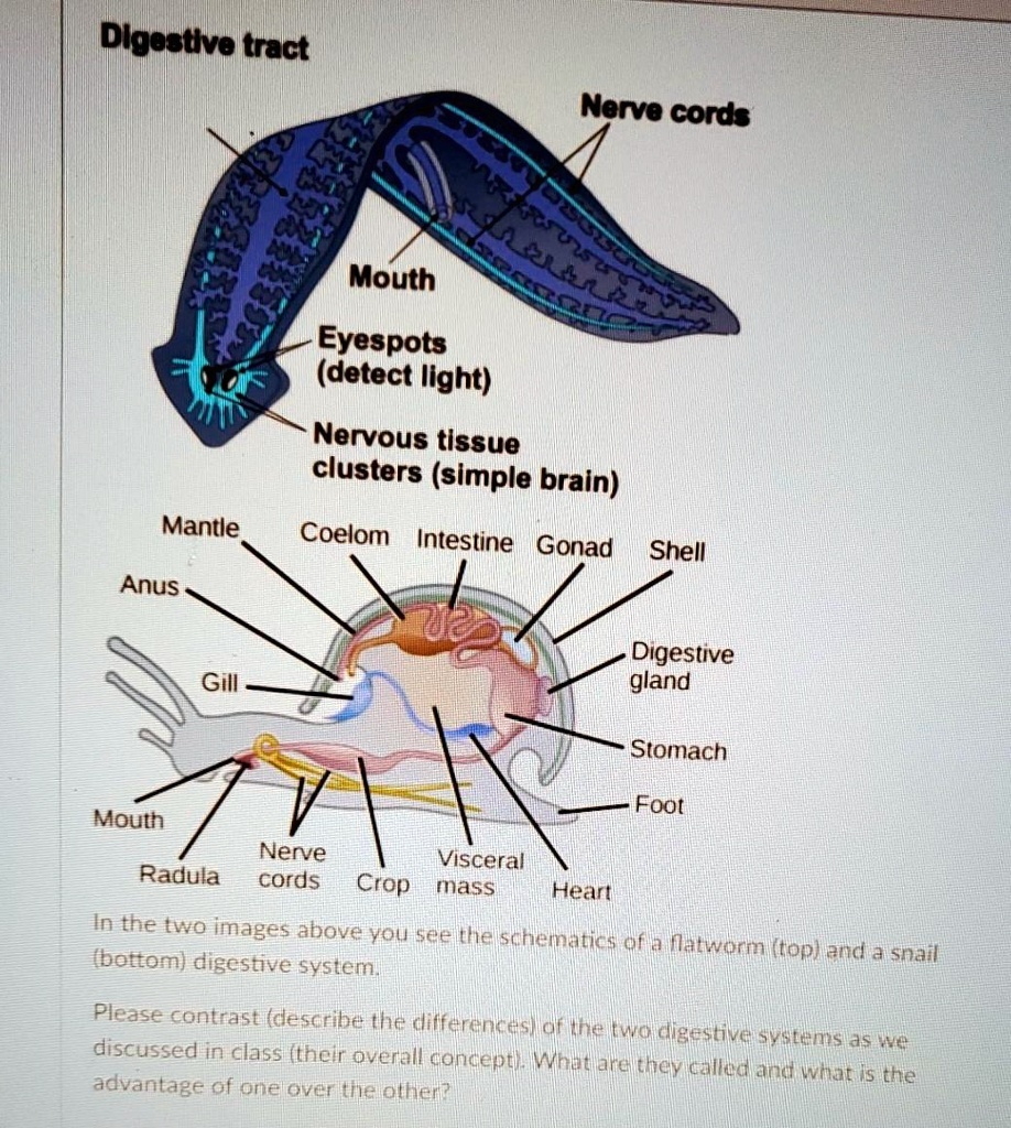 SOLVED Digestive tract Nerve cords Mouth Eyespots (detect light) Nervous tissue clusters