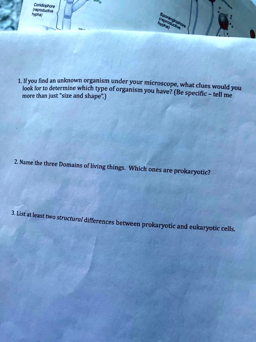 Solved: Cowdhoro (Reproductve Feje Ifyou Find An Unknown Organism Under Your Microscope; What = Look For To Determine Which Type Of Organism You Have? Clues Would You More Than Just "Size And