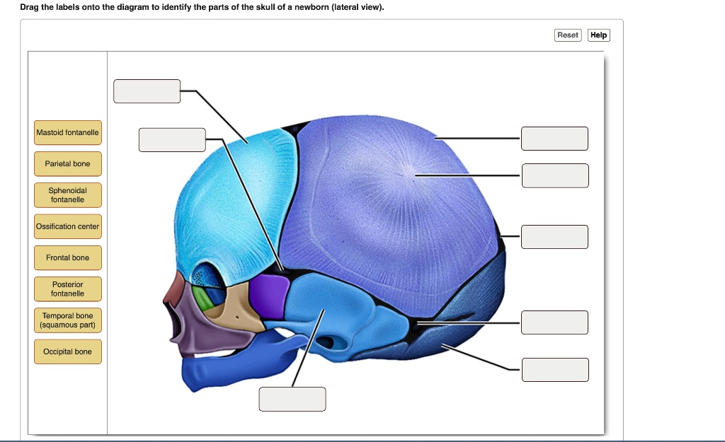 SOLVED Drag the labels onto the diagram to identify the parts of the