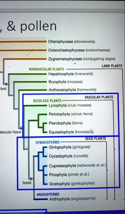 SOLVED Texts Algae and pollen Charophyceae (stoneworts