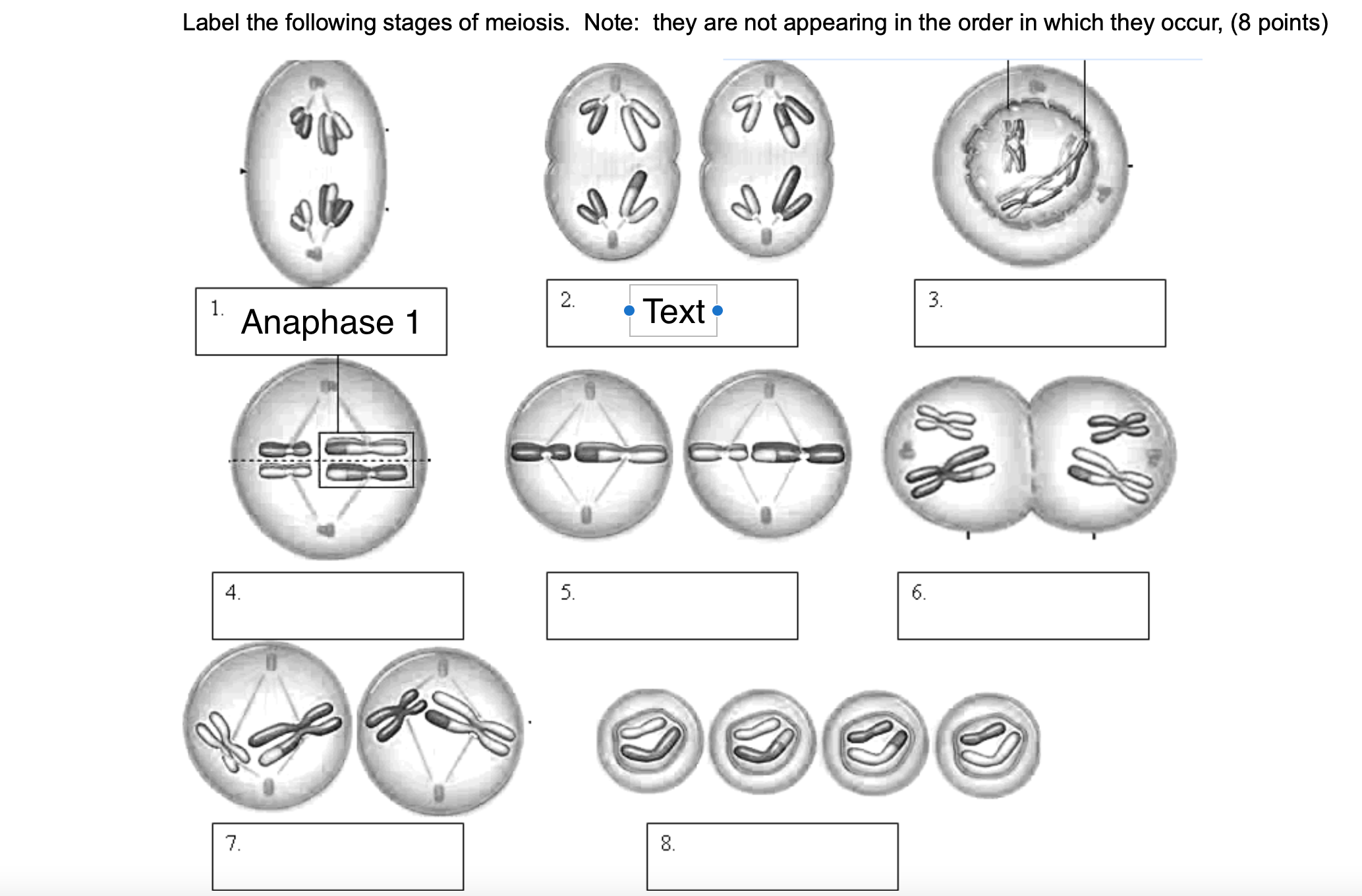 Label the following stages of meiosis. Note: they are not appearing in