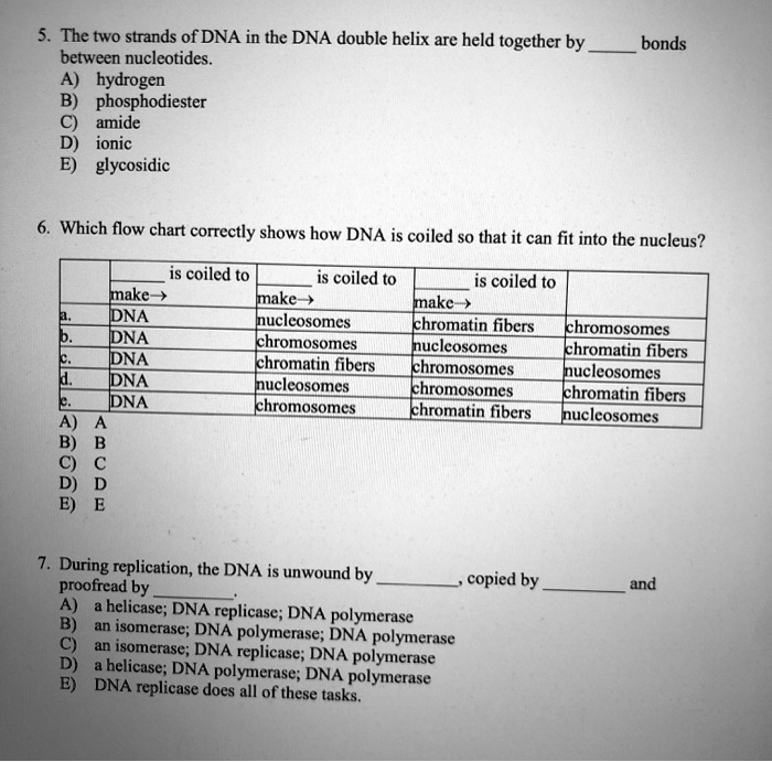 Solved: The Two Strands Of Dna In The Dna Double Helix Are Held Together By Between Nucleotides. Hydrogen B) Phosphodiester 9 Amide Ionic E) Glycosidic Bonds Which Flow Chart Correctly Shows How