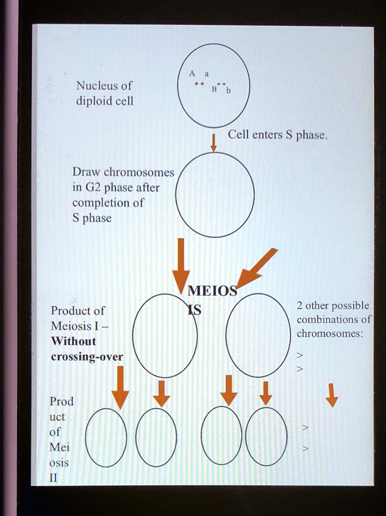 SOLVED: Draw chromosomes with appropriate alleles in G2 phase, followed